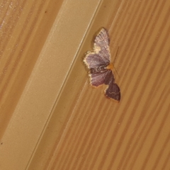 Idaea gemma