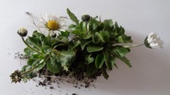Bellis perennis