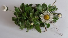 Bellis perennis