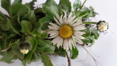 Bellis perennis