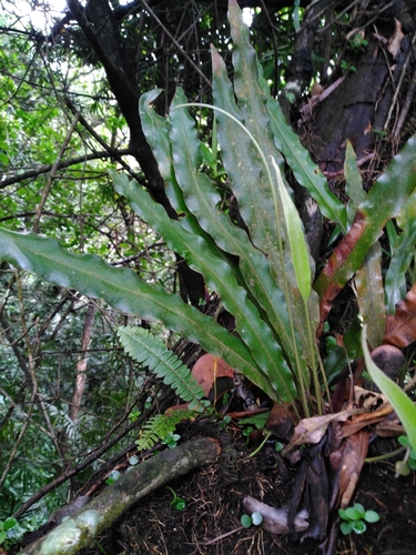 Elaphoglossum petiolatum observed 2026-04-16