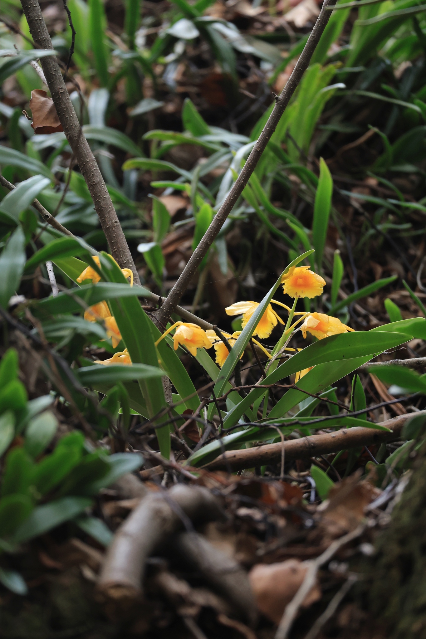 Imagem de Dendrobium-dourado