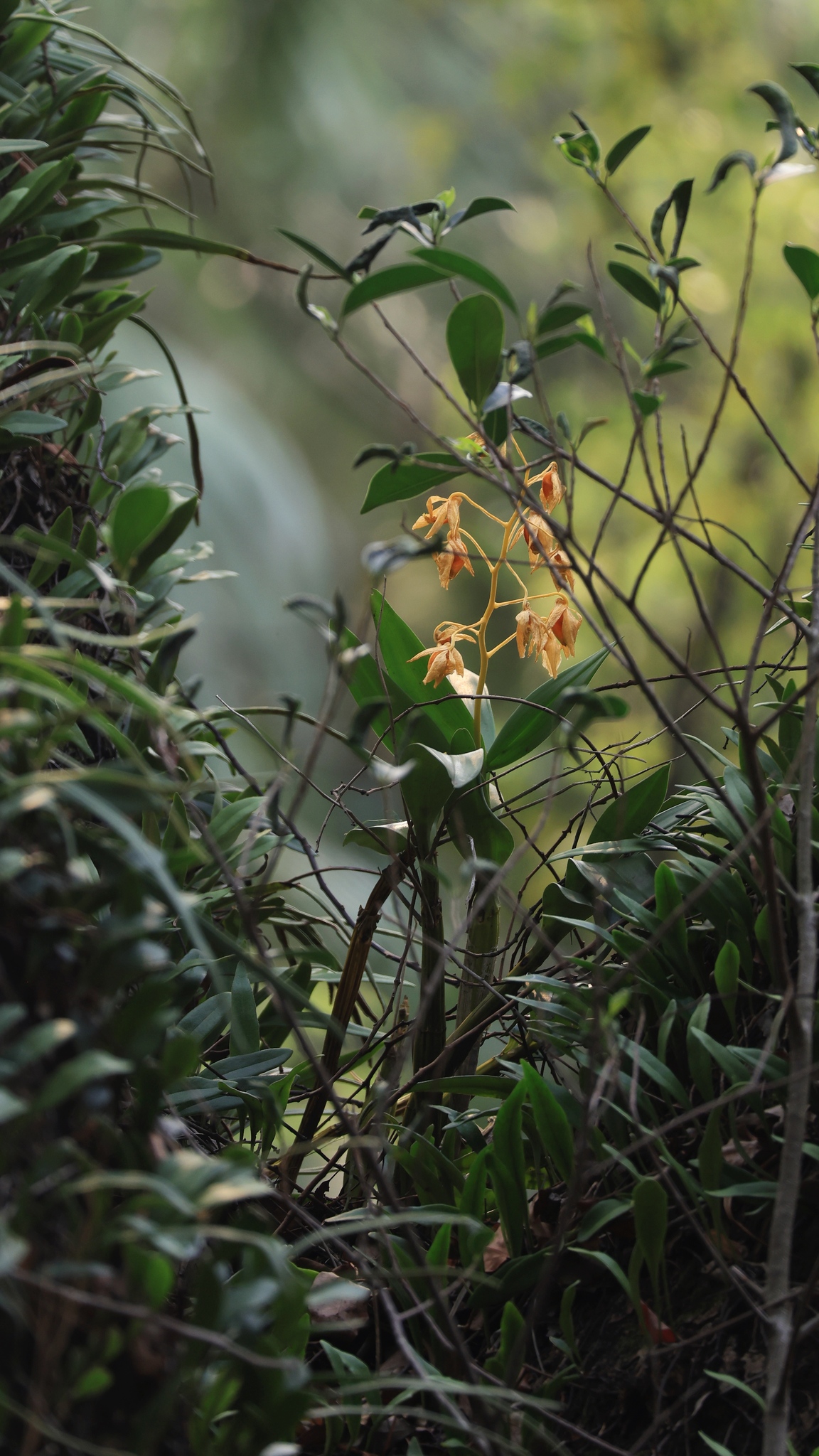 Imagem de Dendrobium-dourado