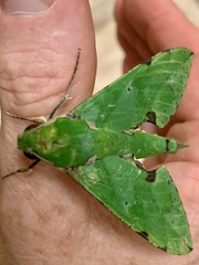 Euchloron megaera