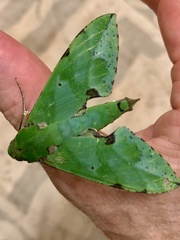 Euchloron megaera