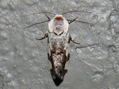 Acontiini