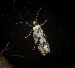 Lichenaula calligrapha