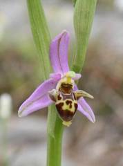Ophrys oestrifera