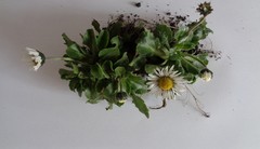 Bellis perennis