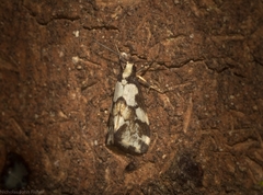 Philenora chionastis