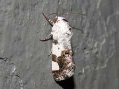 Acontiini