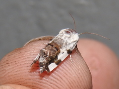 Acontiini