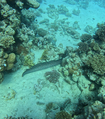 Gymnothorax javanicus