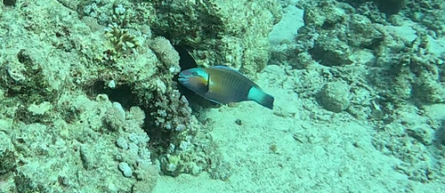 Chlorurus sordidus