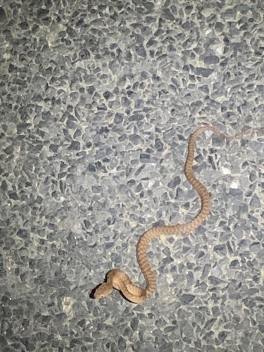 Brown Tree Snake sighting