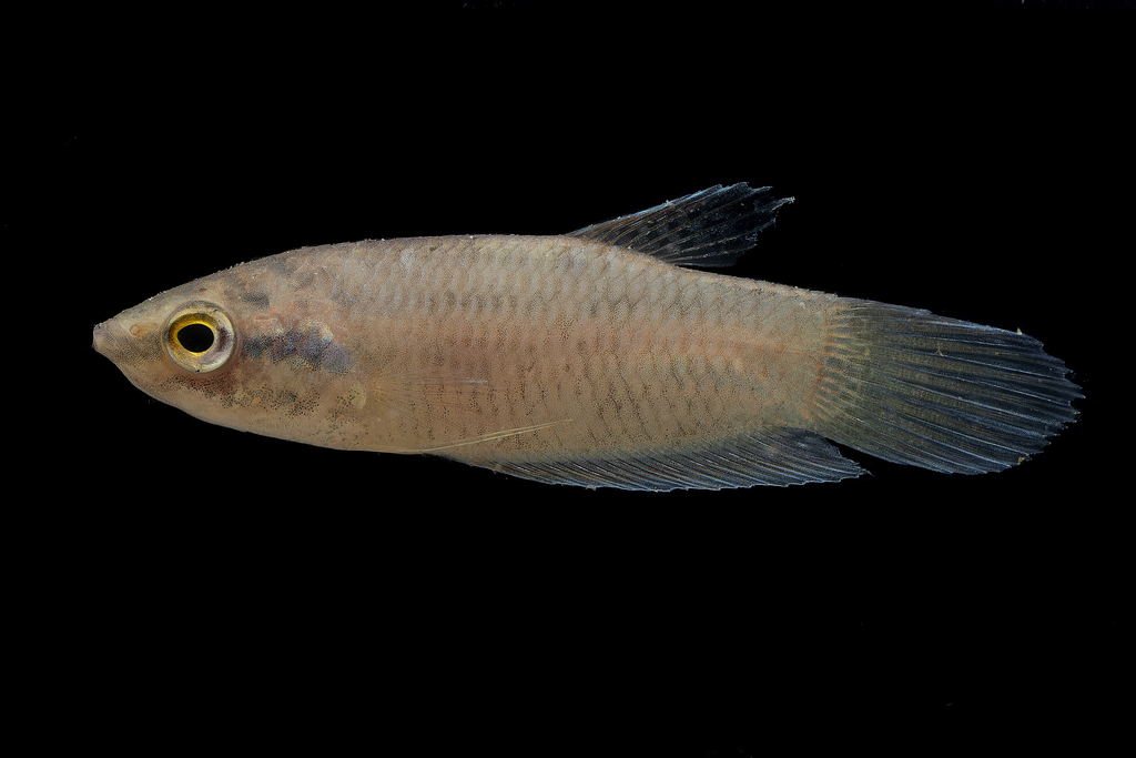 Bleke strijdvis (Betta pallida) — Osphronemidae