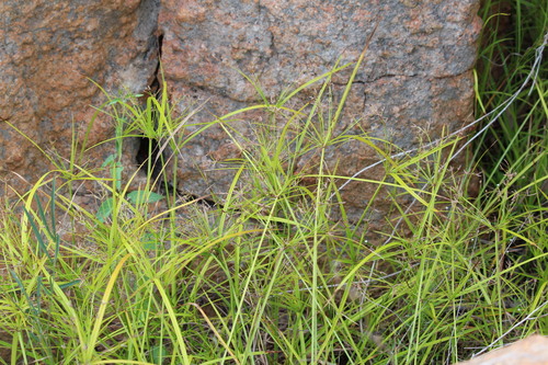 Cyperus leptocladus observed 2026-04-16