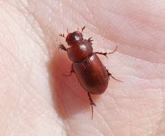 Dellacasiellus pseudofucosus