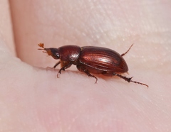 Dellacasiellus pseudofucosus