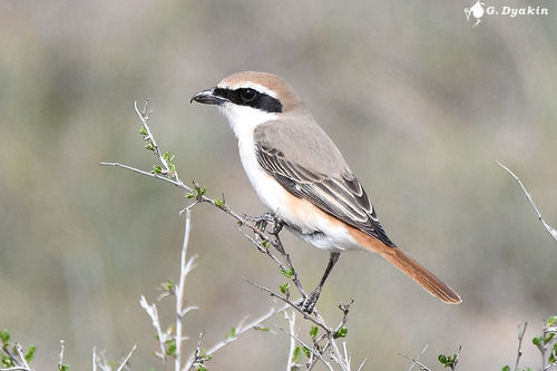 Red-tailed Shrike, photo 6 of 9