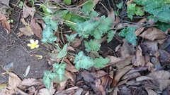 Ranunculus sierrae-orientalis
