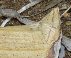 Palaeaspilates inoffensa