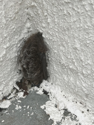 Silver-haired Bat observed by kkuneman