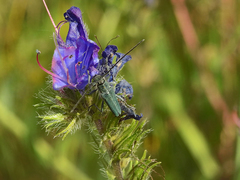 Phytoecia caerulescens