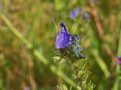 Phytoecia caerulescens