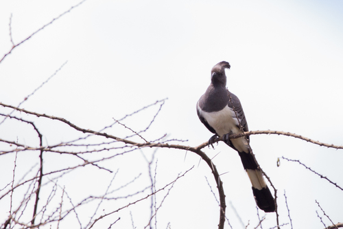 White-bellied Go-away-bird