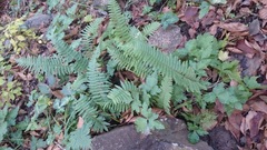 Polypodium plesiosorum