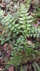 Asplenium lamprophyllum