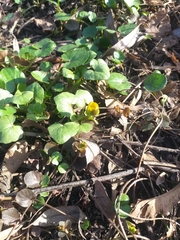 Ficaria verna