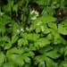 Trautvetteria caroliniensis japonica - Photo (c) Svetlana Nesterova, algunos derechos reservados (CC BY-NC), subido por Svetlana Nesterova