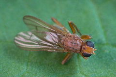 Norellisoma spinimanum