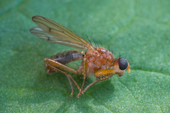 Norellisoma spinimanum