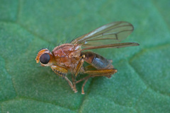 Norellisoma spinimanum