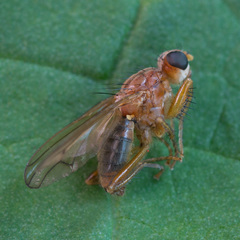 Norellisoma spinimanum