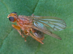Norellisoma spinimanum