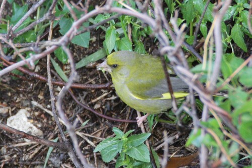 Avistamiento Chloris chloris