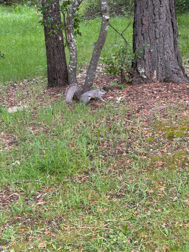 Western Gray Squirrel observed by quinn4dawinn