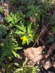Anemonoides ranunculoides