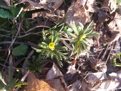 Anemonoides ranunculoides