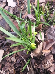 Gagea lutea