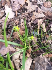 Gagea lutea