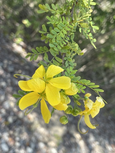 Senna polyphylla, photograph 2