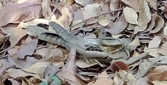 Caprimulgus macrurus