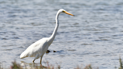 Ardea alba