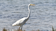 Ardea alba