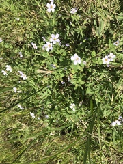 Chaenostoma roseoflavum